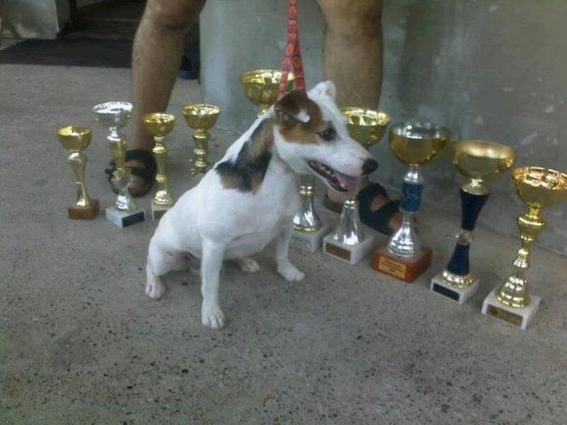 Jack-Russel-stenad-od-vrhunski-roditelja