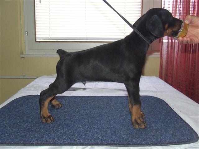 Doberman