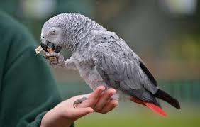 African grey parrots