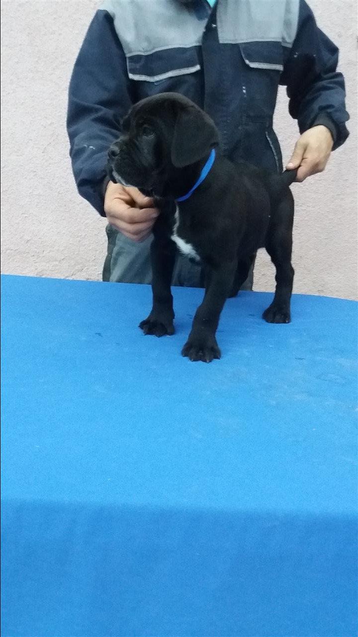 Cane-Corso-stenci-