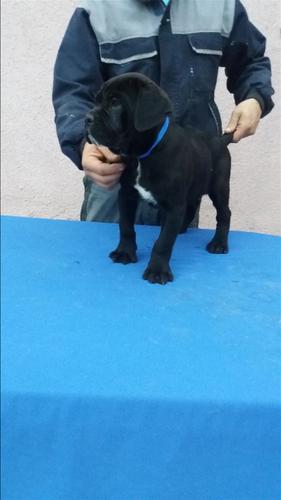 Cane Corso stenci 