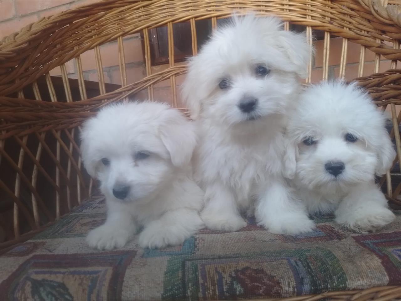 Coton-de-Tulear--Tulearski-pas-