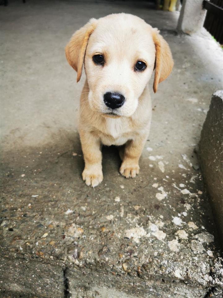 Stene-labrador-retrivera