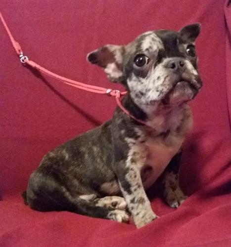 francuski buldog stenci