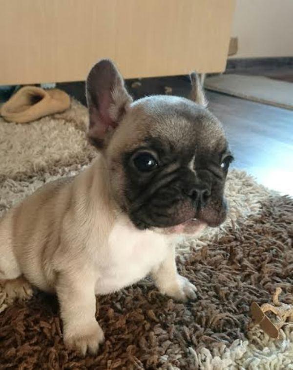 Francuski-Buldog-