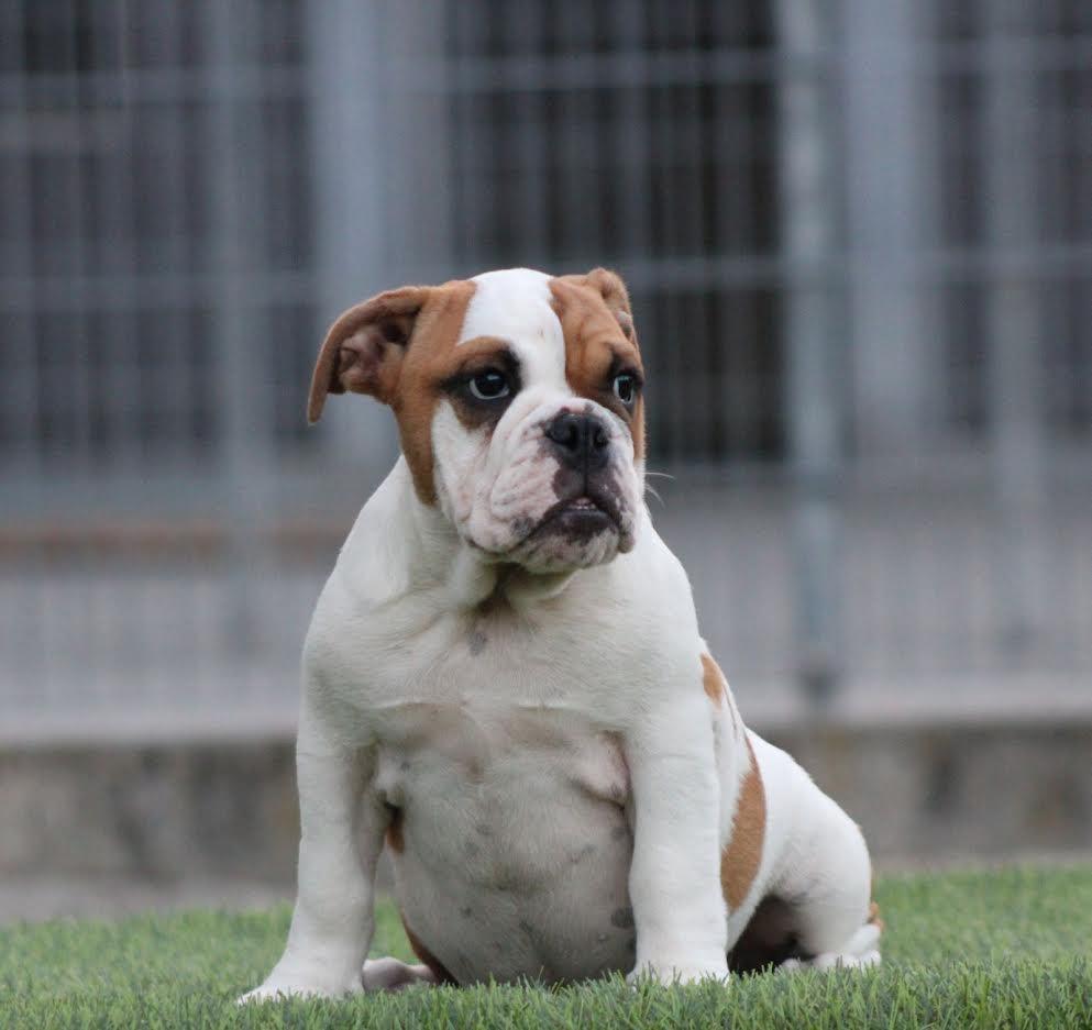 Engleski-Buldog
