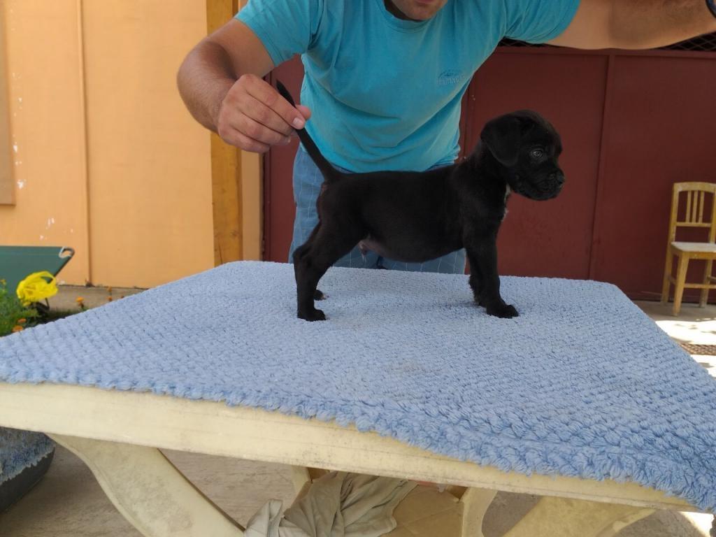 Cane-corso-stenci