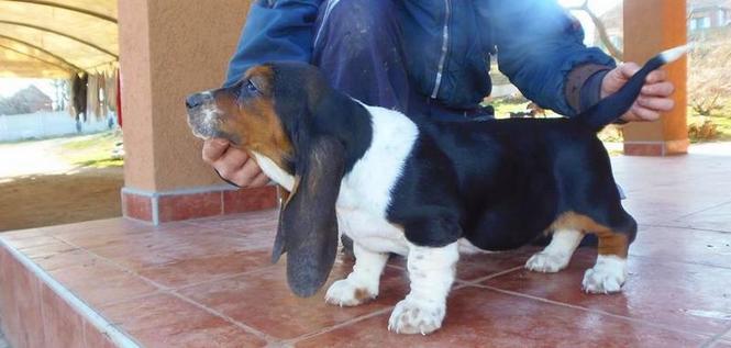 Basset Hound - baset stenci