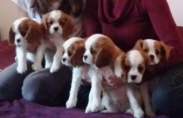 Cavalier King Charles Spaniel