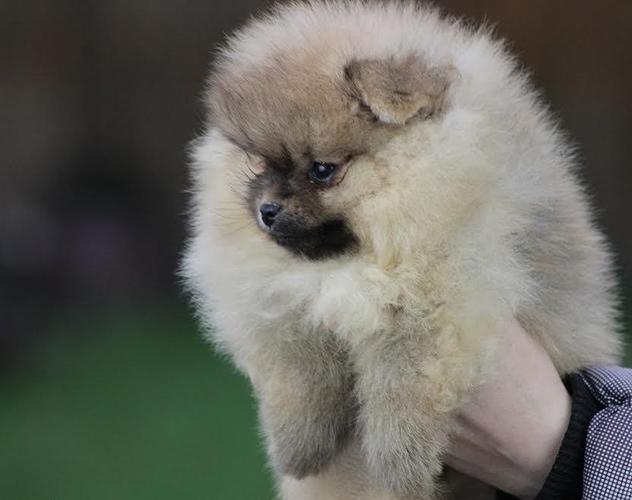 Pomeranski spic Boo stenad