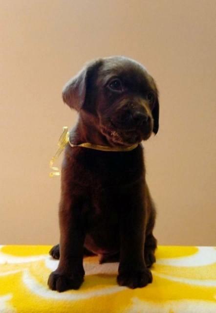 Labrador-Retriver--štenci