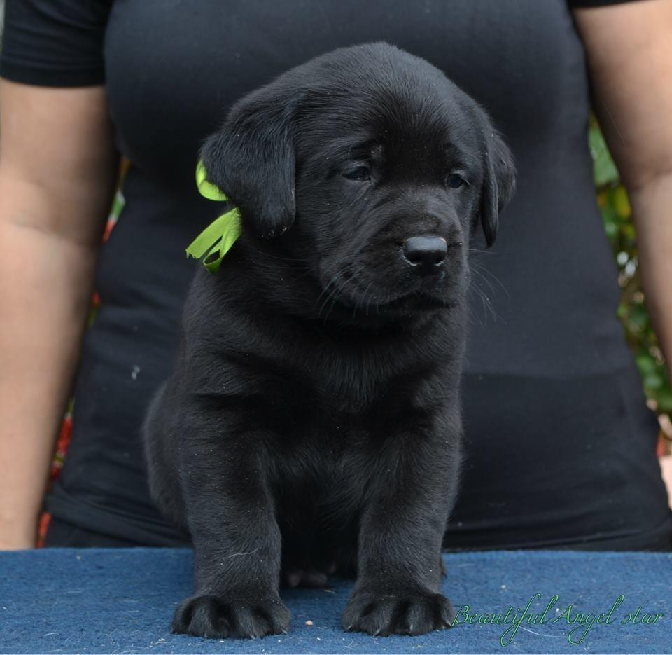 Labrador-stenci