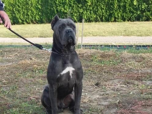 Cane-corso-stenci