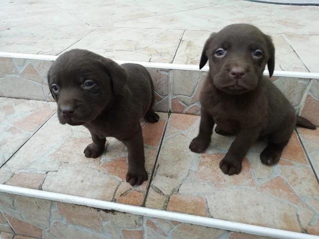Labrador-štenci