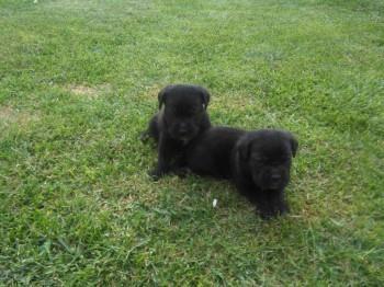 Cane-corso-stenci