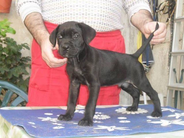 Cane Corso - prvobirani stenci