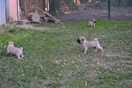 Mops-stenci