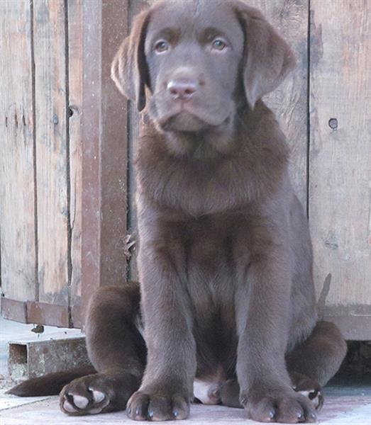 Izuzetna-stenad-labrador-retrivera