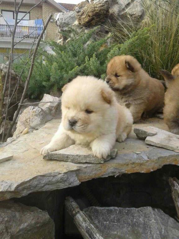 Chow-chow-cau-cau-stenad