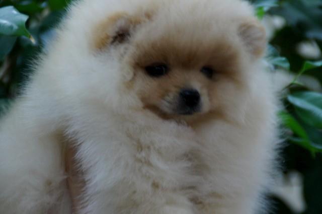 Pomeranski-špic