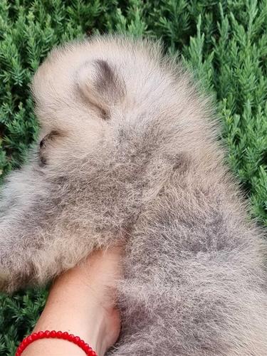 Pomeranski spic
