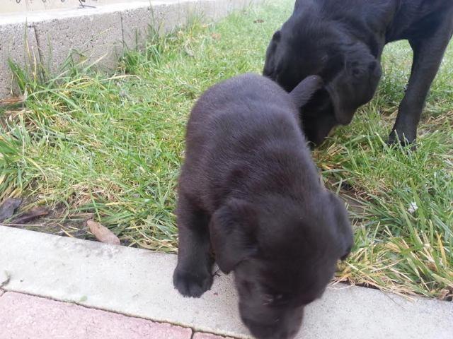Labrador crno stene