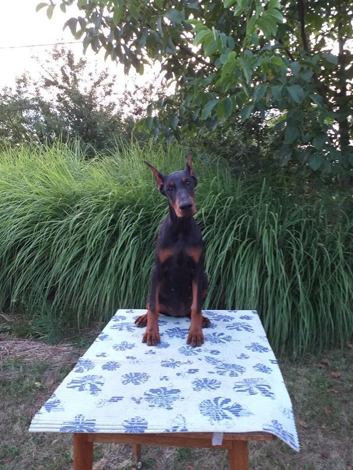 Doberman-štenci