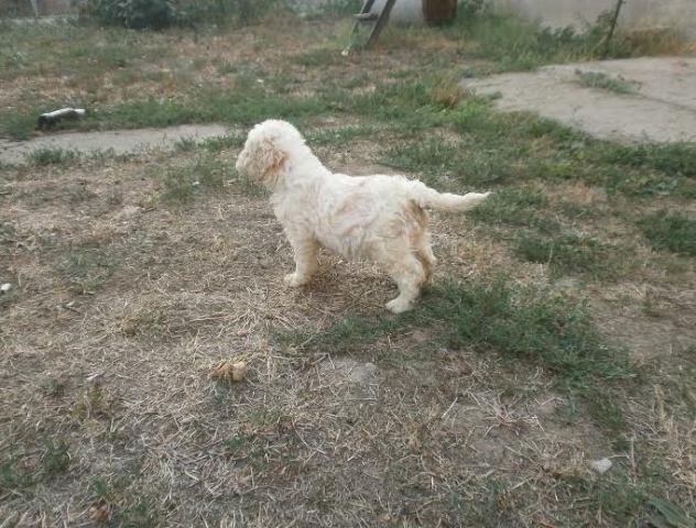 Lagoto-Romangolo--štenci-