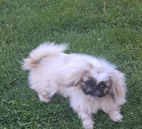 Pekinrzer