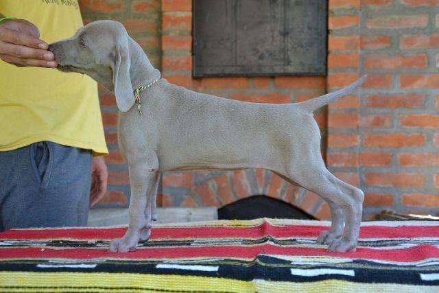 Vajmarski-ptičar--štenci