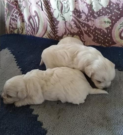 Maltezer-