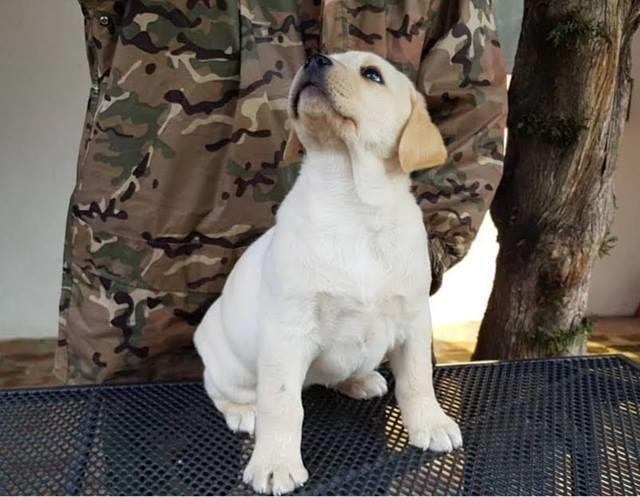 Labrador-stenci