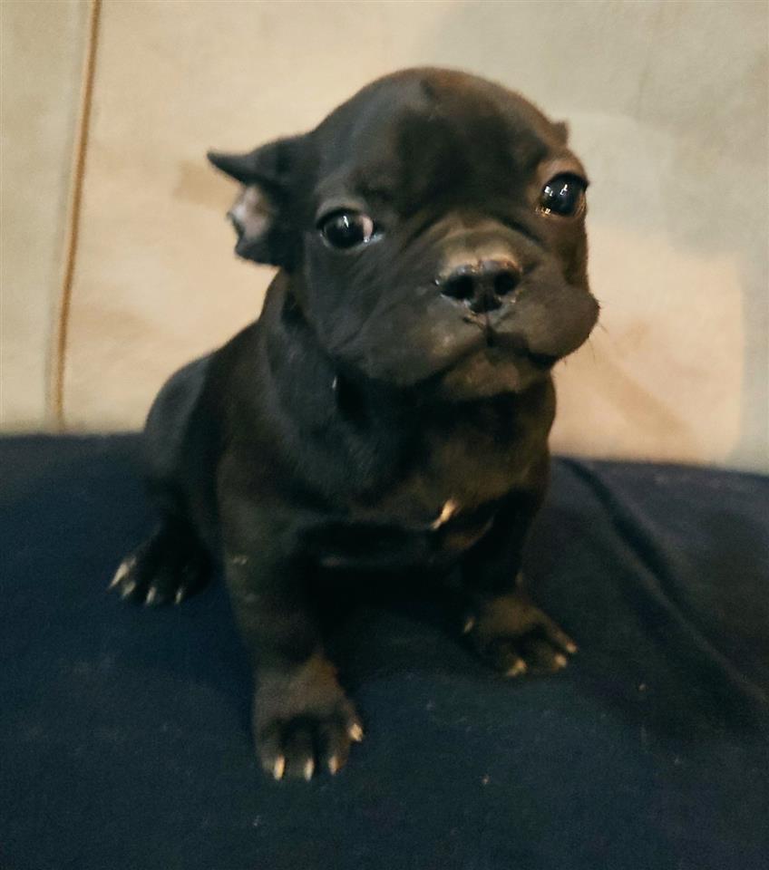 Francuski-Buldog