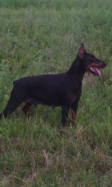 Doberman-zensko-stene