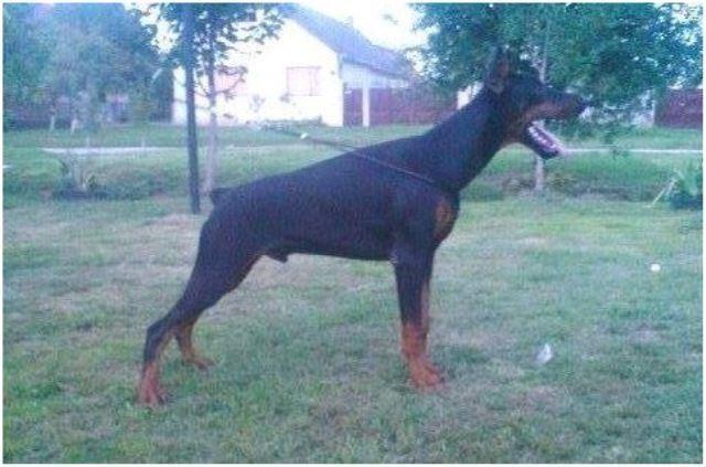 DOBERMAN-stenci-