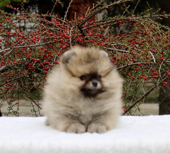 Pomeranac