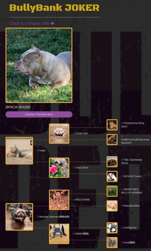 American-bully-štenci