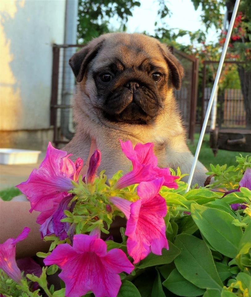 Mops