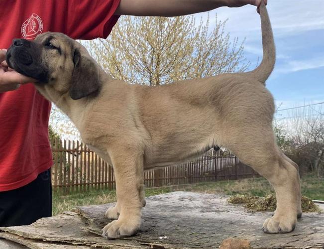 Cane Corso stenci 