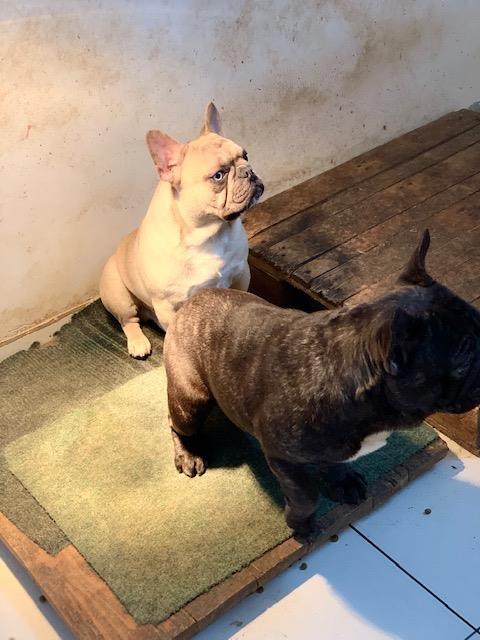 Francuski-buldog