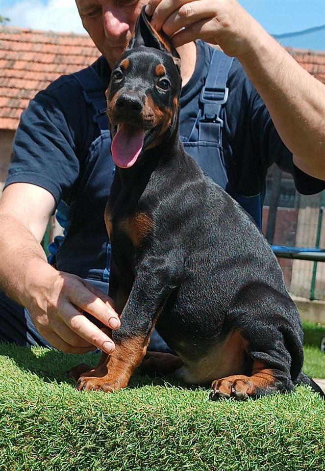 Štenci-dobermana-