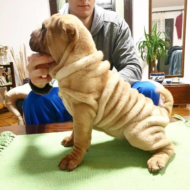 Shar-Pei-