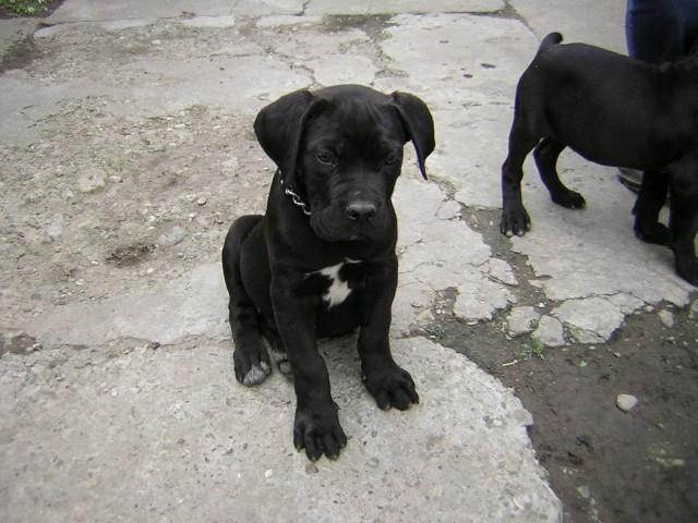 Cane-corso-stenci