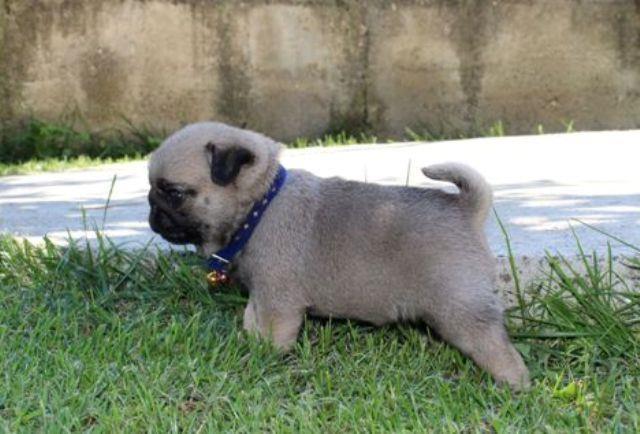Mops--štenci