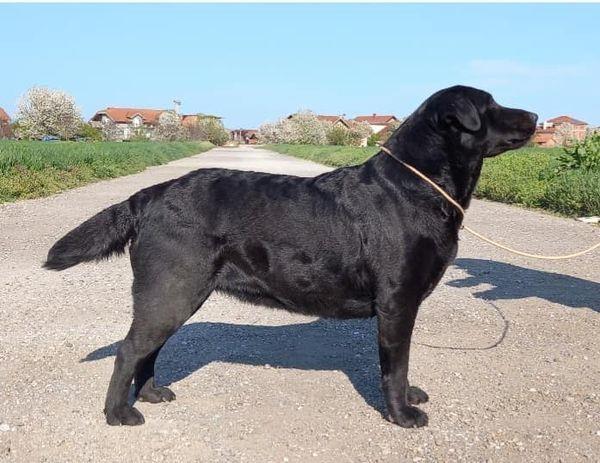 Labrador-