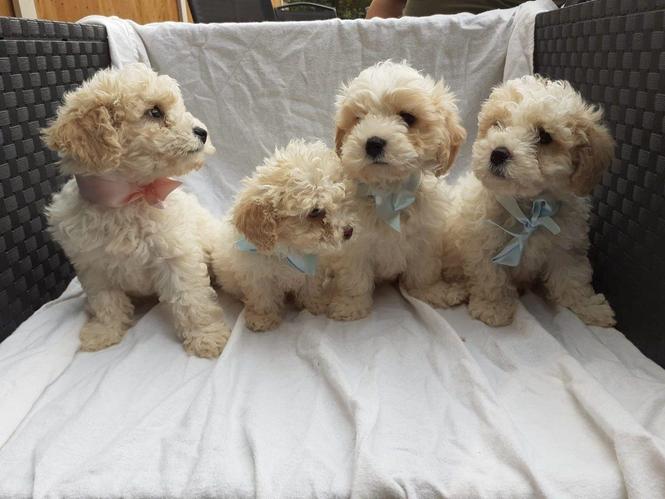 Cavapoochons na prodaju