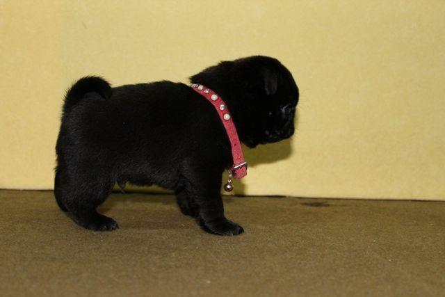 Mops, štenci