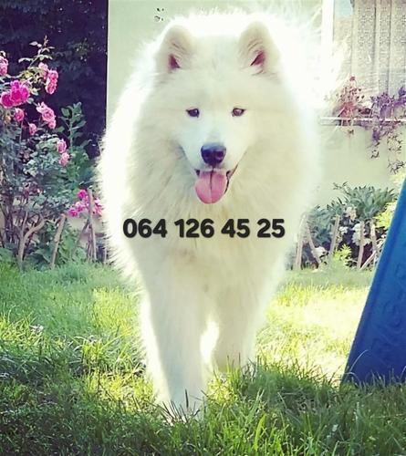Samojed
