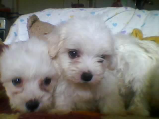 Maltezer