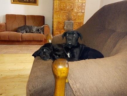 Cane-corso-štenci